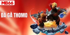 Đá Gà Thomo - Trực Tiếp Sắc Nét Cược Nhanh Thắng Lớn
